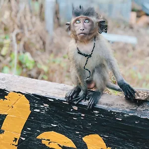 Monkey Bungalow Resort